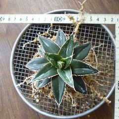 アガベ 笹の雪 実生株として購入しました   ８/２に植え替えと撮影 の画像