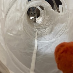 IKEA 猫トンネルの画像