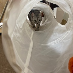 IKEA 猫トンネルの画像