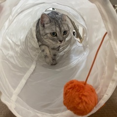 IKEA 猫トンネルの画像