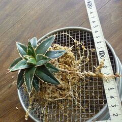 アガベ 笹の雪 実生株として購入しました   ８/２に植え替えと撮影 の画像