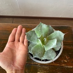 アガベ・ポタトルム（雷神）の画像