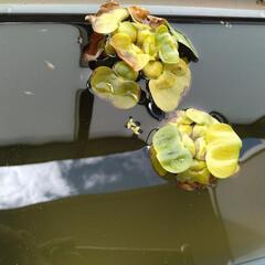 楊貴妃メダカの画像