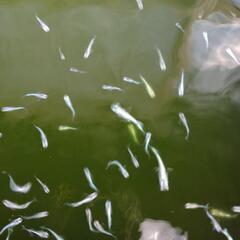 メダカ「鯖の極み」10匹の画像