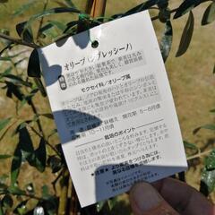 オリーブの木　シプレッシーノ　銀葉の画像