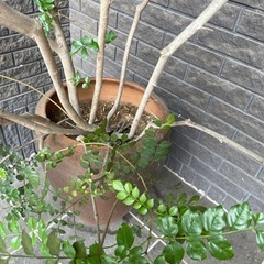 シマトネリコ　185cm 
観葉植物　庭木としてもの画像