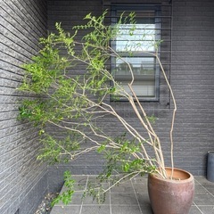 シマトネリコ　185cm 
観葉植物　庭木としてもの画像