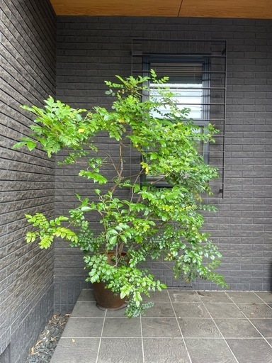 シマトネリコ　185cm 
観葉植物　庭木としても