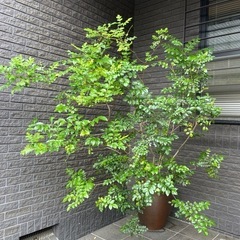シマトネリコ　185cm 
観葉植物　庭木としてもの画像