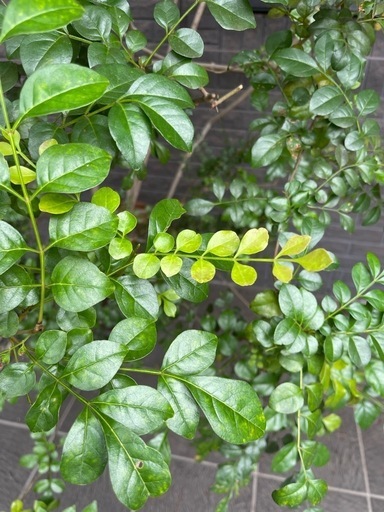 シマトネリコ　185cm 
観葉植物　庭木としても