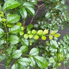 シマトネリコ　185cm 
観葉植物　庭木としてもの画像