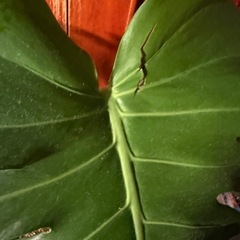 モンステラデリシオーサ　鉢植えの画像