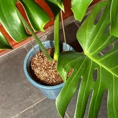 モンステラデリシオーサ　鉢植えの画像