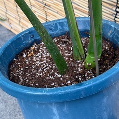 モンステラデリシオーサ　鉢植えの画像