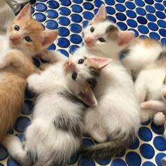 １ヶ月半の子猫たち