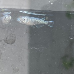 メダカ　緑光の画像