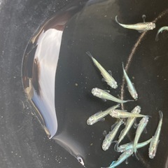 メダカ　緑光の画像