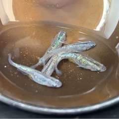 改良メダカ・稚魚・若魚⑤・10匹500円・水草等サービス・初心者限定の画像