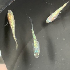 🌸令和ヒミツヘイキ3匹セット🌸(オスメスいます)の画像