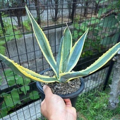 アガベ　アメリカーナ　バリエガータの画像