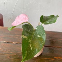 ［商談中］フィロデンドロン・ピンクプリンセスの画像