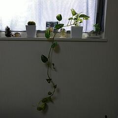 観葉植物　ポトス