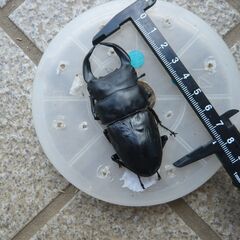 大型オオクワガタ ♂のみ【2024年8月羽化】奈良輪川西の画像