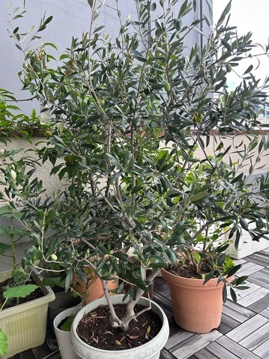 大きいオリーブ　実付き　ガーデニング