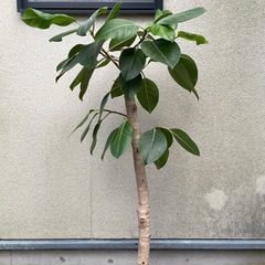 フイカス・アルテシマ　145cm 観葉植物の画像