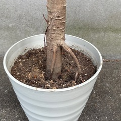 フイカス・アルテシマ　145cm 観葉植物の画像