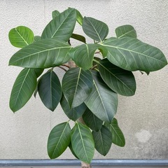 フイカス・アルテシマ　145cm 観葉植物の画像