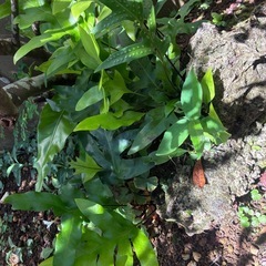 植物 差し上げますの画像