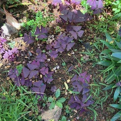 植物 差し上げますの画像