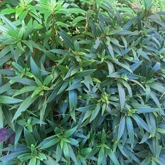 植物 差し上げますの画像