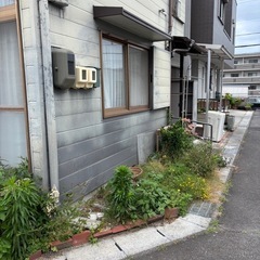 園芸　土　野菜　花　植物の画像