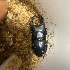 国産オオクワガタ　オスの画像