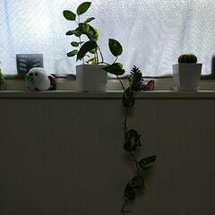 観葉植物　ポトスの画像