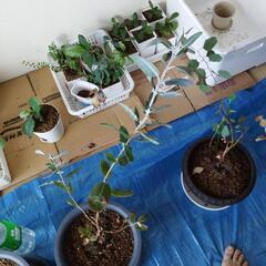 [準絶滅危惧]ユーカリプレウロカルパの画像