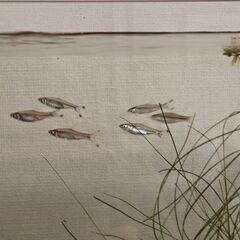 シザーステールラスボラ 6匹 熱帯魚の画像