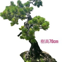 パワースポットに🙌【大セール企画🎁】立派な五葉松🪴の画像