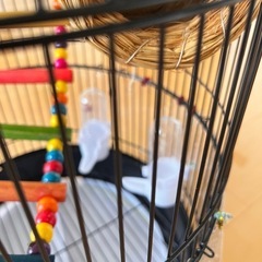 鳥カゴの画像