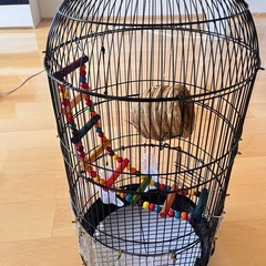 鳥カゴの画像