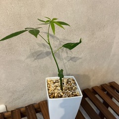 パキラ　実生苗の画像