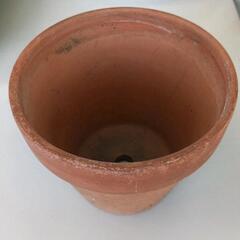 0802-009 鉢植えの画像