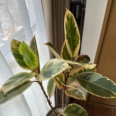無料　観葉植物
の画像