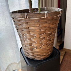 無料　観葉植物
の画像