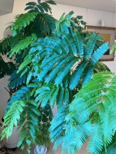 【観葉植物】エバーフレッシュ