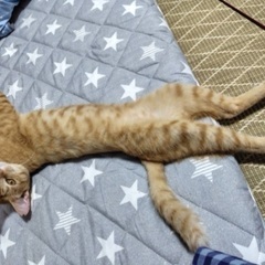 茶トラン♂ 11ヶ月