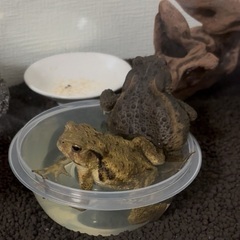 ヒキガエル　2匹の画像