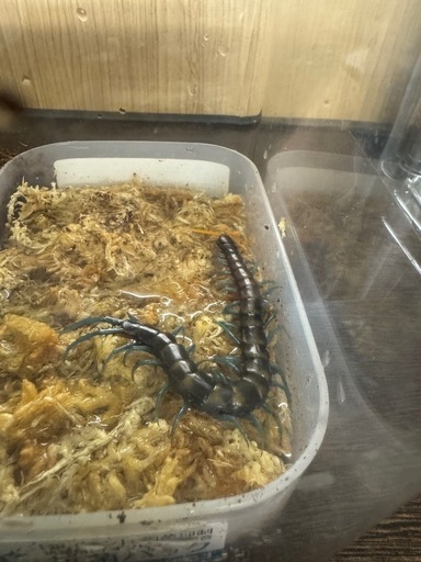 ペア売りです。Scolopendra paradoxa
